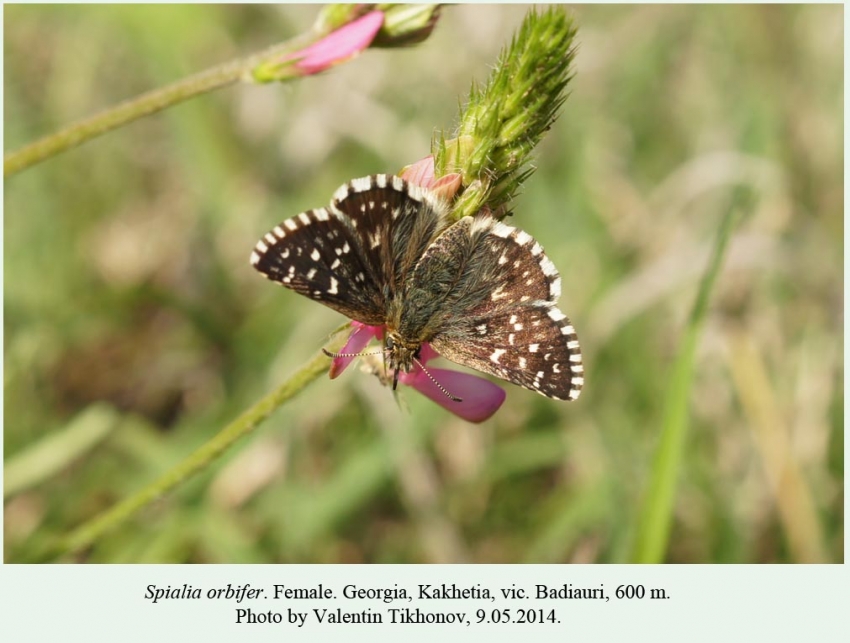 Spialia orbifer