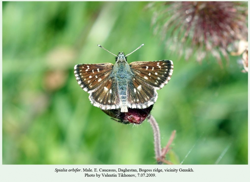 Spialia orbifer