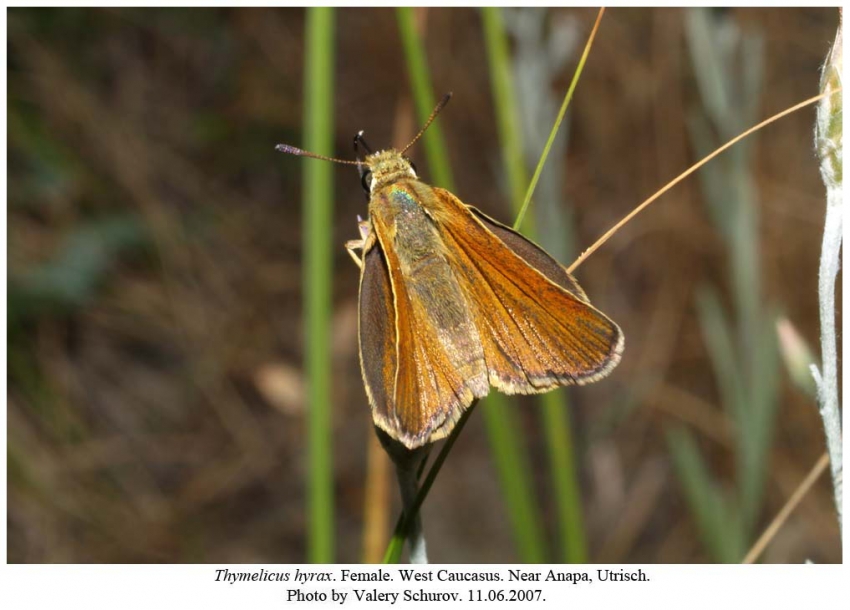 Thymelicus ochracea (Bremer, 1861) — Толстоголовка охристая