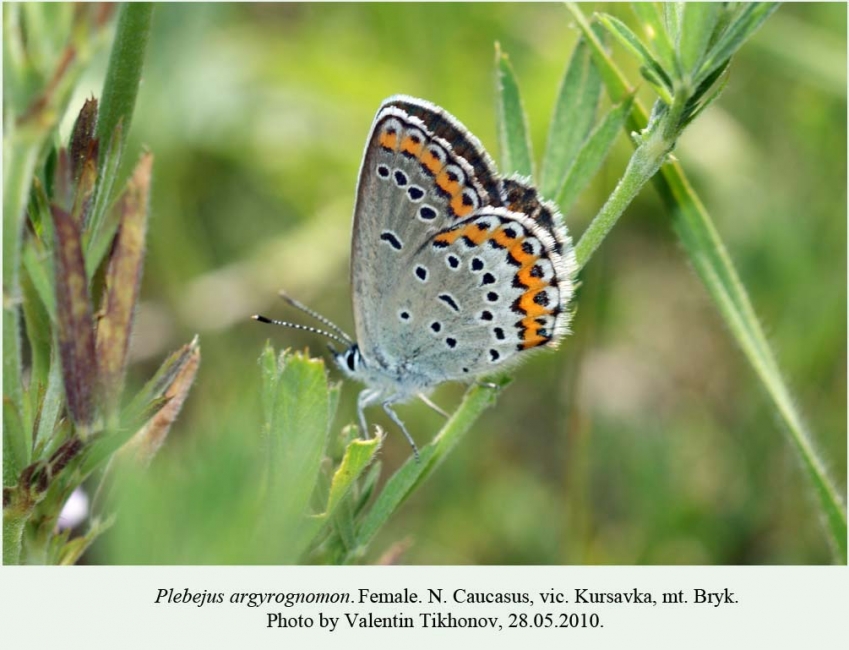 Plebejus argyrognomon голубянка