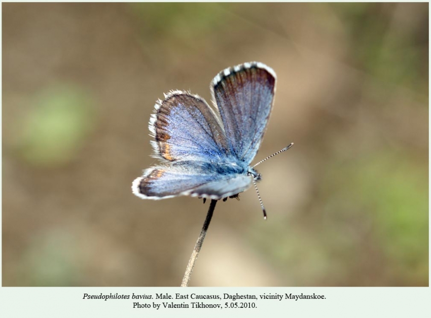 Pseudophilotes jacuticus