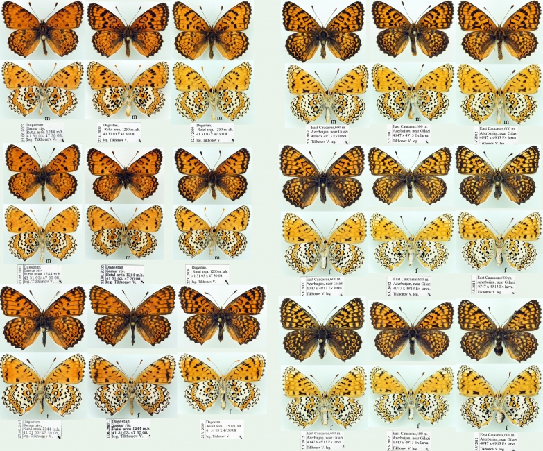 Melitaea Arduinna