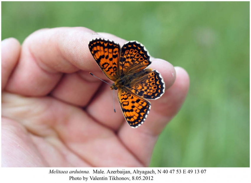 Melitaea Arduinna