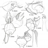   Гениталии самцов рода Melitaea    Рисунок: © Александр Львовский.      Таблица составлена по книге 