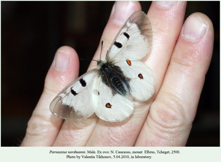 Parnassius nordmanni