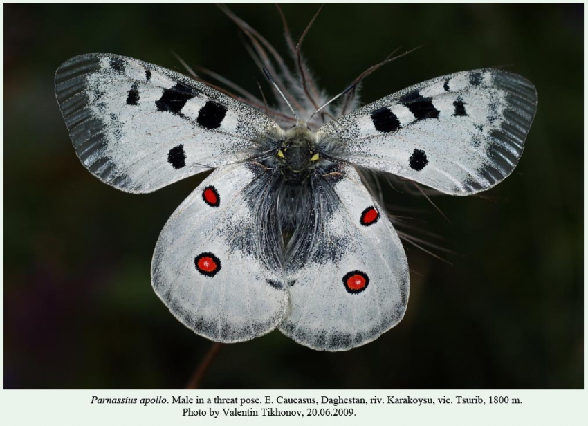 Спаривание Parnassius Apollo