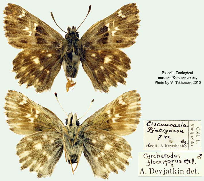 Carcharodus flocciferus (Zeller, 1847) самец