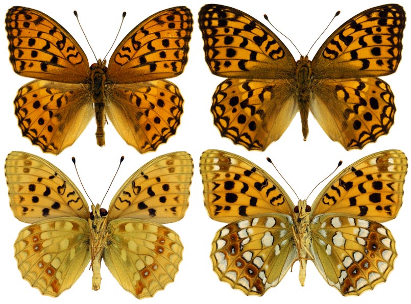 Перламутровка Argynnis adippe